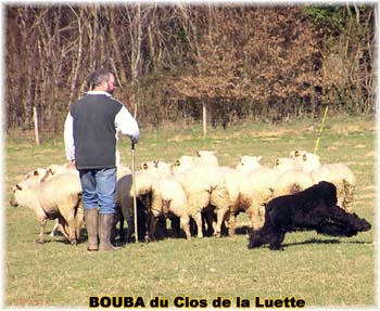 le bouvier des flandres et les moutons - Elevage du CLOS DE LA LUETTE - COPYRIGHT DEPOSE